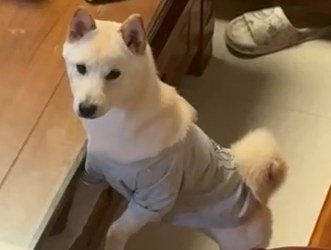 Comhroinnt Cásanna Vetmedix丨 Luasghéaraíonn Léasair ardchumhachta Leigheas Iar-Obráide Briste Gathach-ulnar Canine