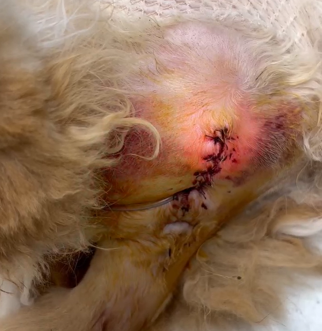 Comhroinnte Cás VetMedix 丨 Heals Laser Ardchumhachta Créachtaí Iar-Doirthéamaíochta