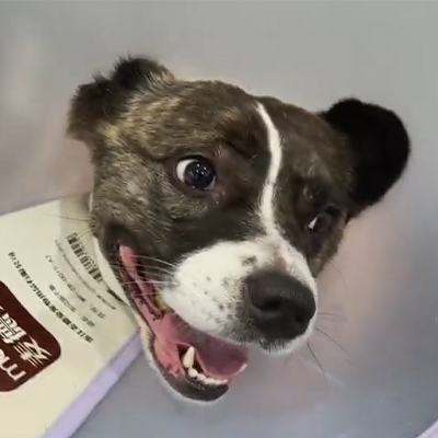 Tuairisc Cháis Vetmedix丨An Úsáid a bhaintear as Teiripe Léasair Tréidliachta chun Géar-néaritis a Chóireáil in Othar Canine