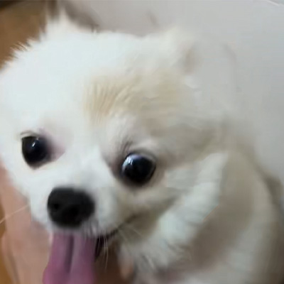 Comhroinnt Cásanna Vetmedix丨Cás Feidhmchláir Léasair Ardfhuinnimh chun Péist Chuáin a Chóireáil