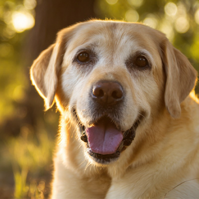 Comhroinnt Cásanna VetMedix丨Cás Feidhmchláir Teiripe Léasair Ardfhuinnimh i gCóireáil Tumor Iar-Obráide Neamh-leighis
